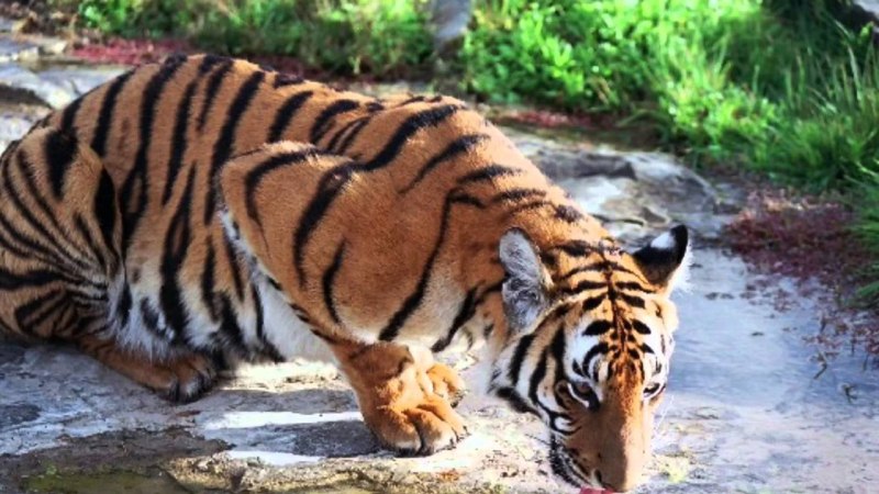 Яванский тигр (Panthera Tigris sondaica)