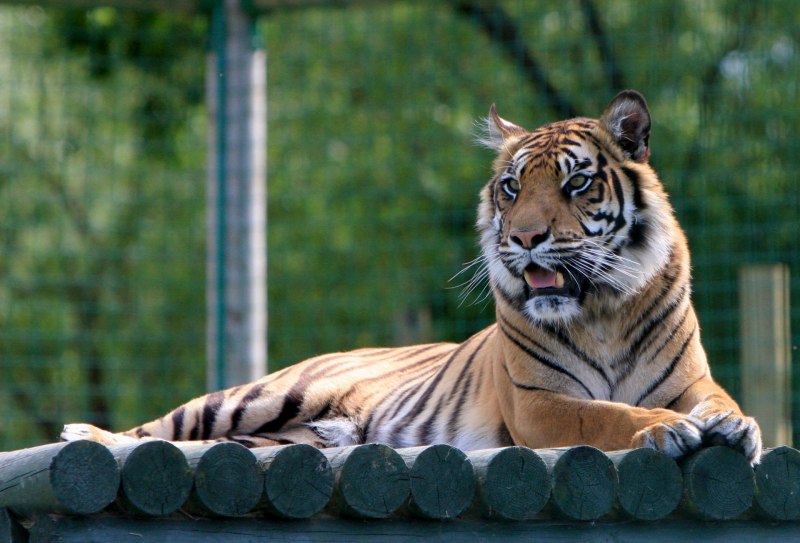 Panthera Tigris altaica