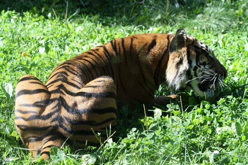 Яванский тигр (Panthera Tigris sondaica)