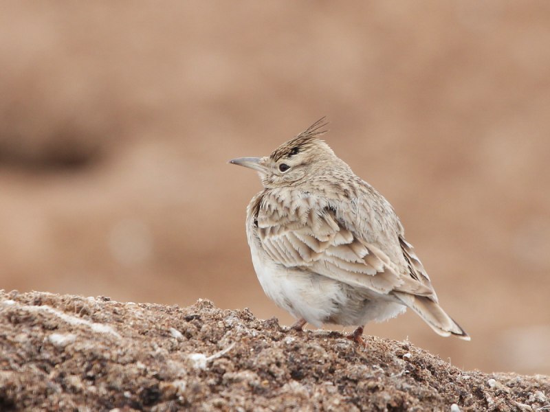 Galerida cristata