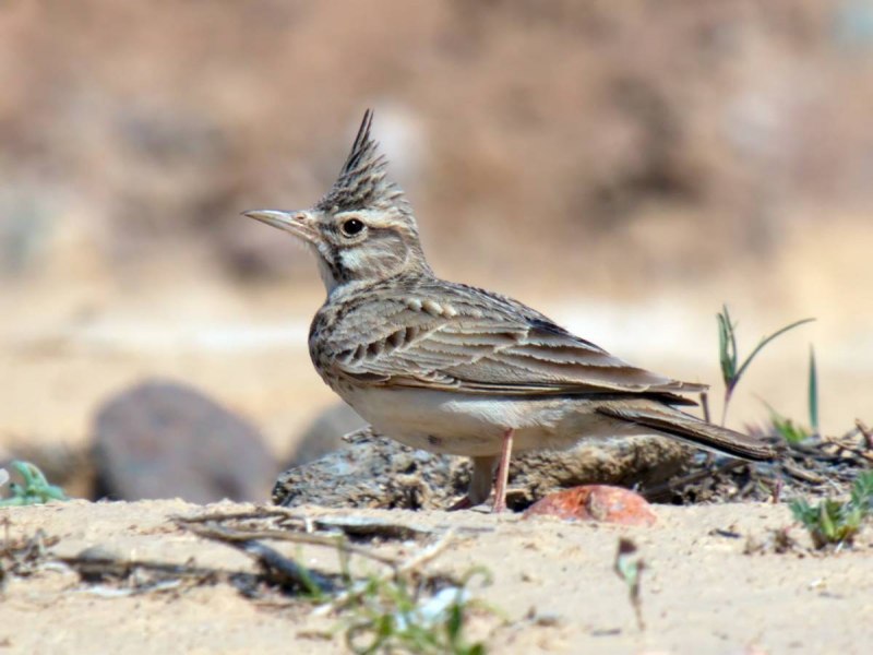 Galerida cristata