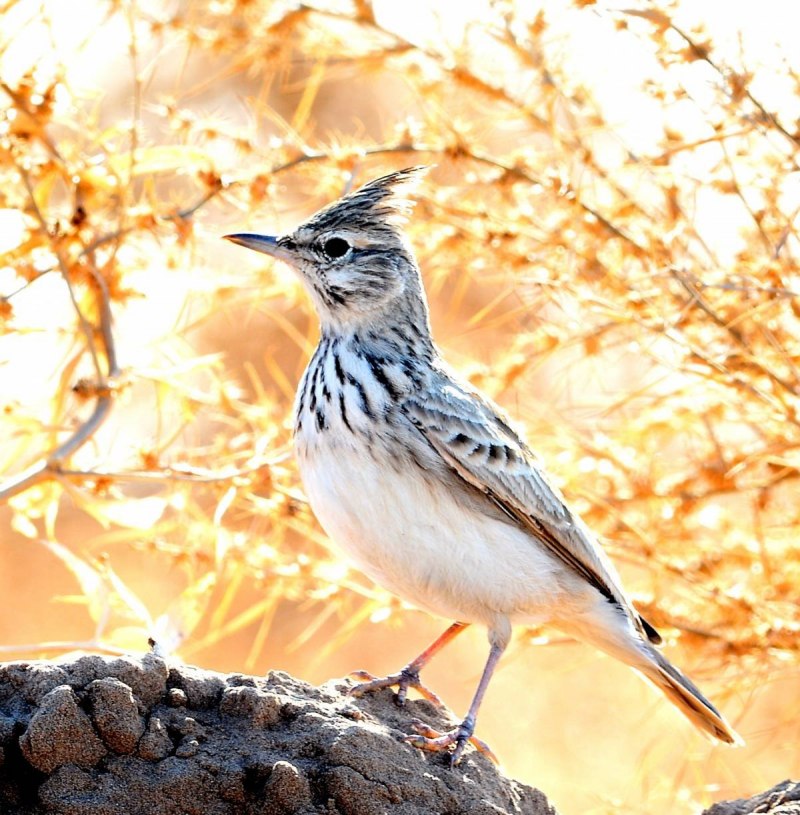 Galerida cristata