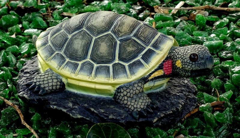 Trachemys callirostris