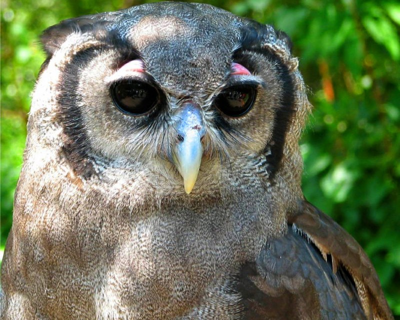 Bubo lacteus