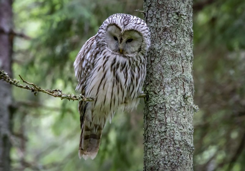 Длиннохвостая неясыть (Strix uralensis)