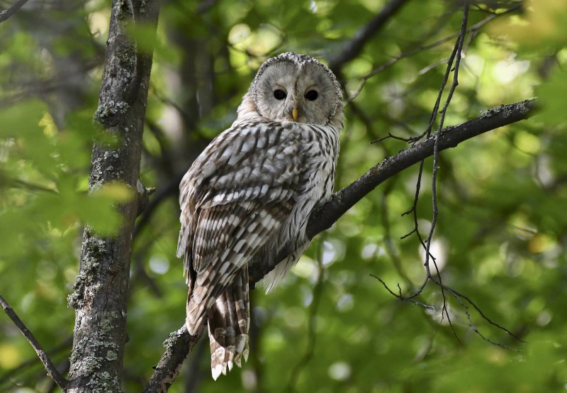 Длиннохвостая неясыть (Strix uralensis)