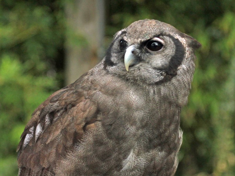 Бледный Филин Bubo lacteus