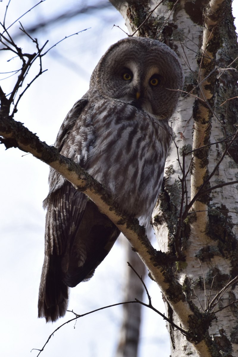 Бородатая неясыть (Strix nebulosa)