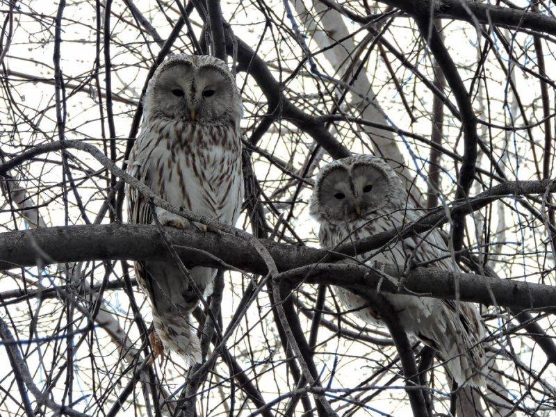 Длиннохвостая неясыть (Strix uralensis)