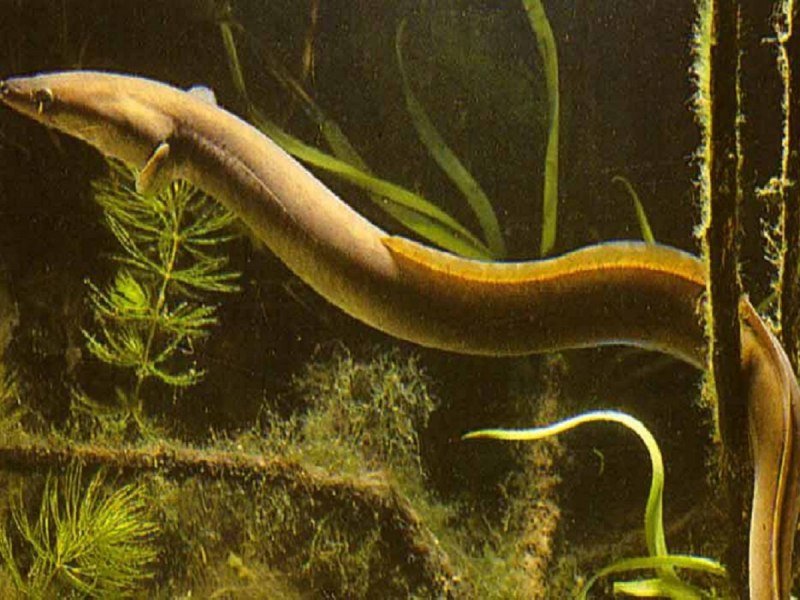 Anguilla rostrata (Lesueur, 1817) американский угорь