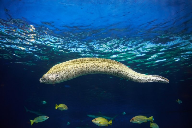 Gymnothorax flavimarginatus Yellow-Edged Moray