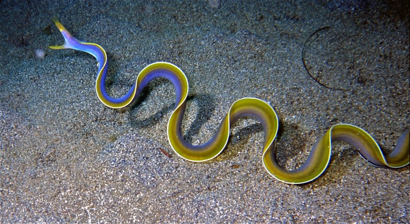 Echidna catenata Chain Moray eel