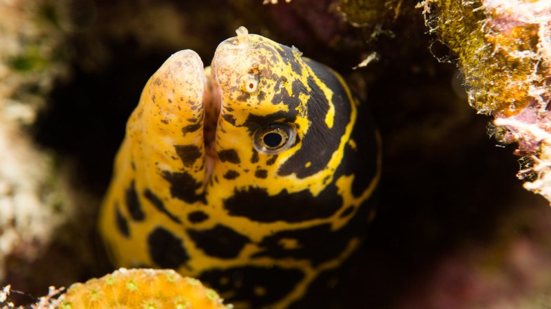 Gymnothorax miliaris