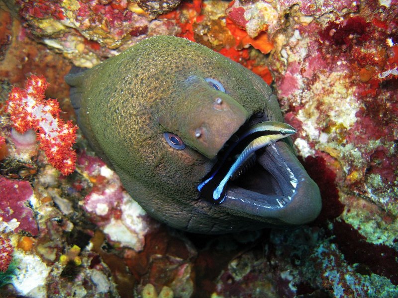 Goldentail Moray