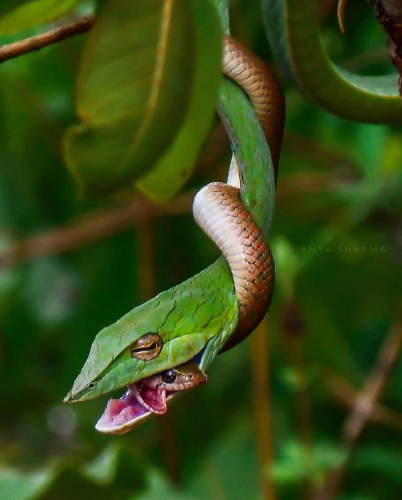 Ahaetulla nasuta