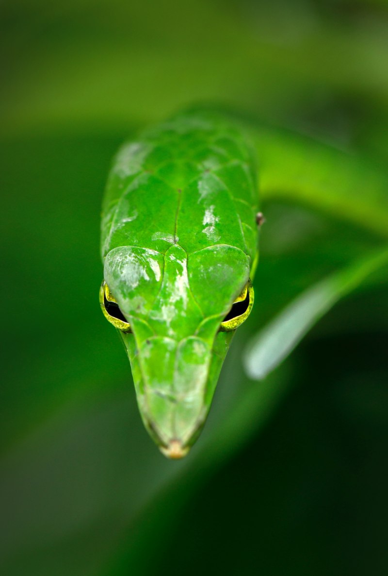 Oxybelis fulgidus