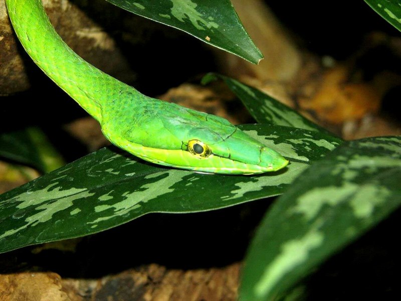 Ahaetulla nasuta