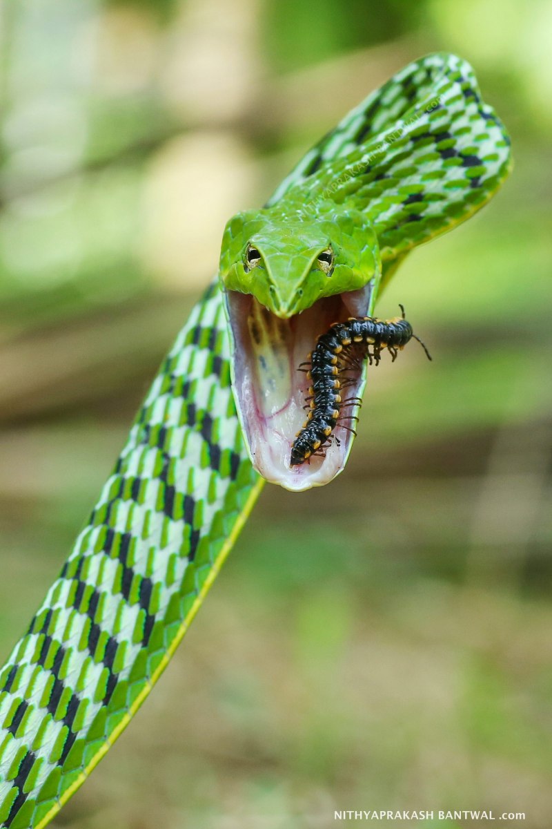 Ahaetulla prasina