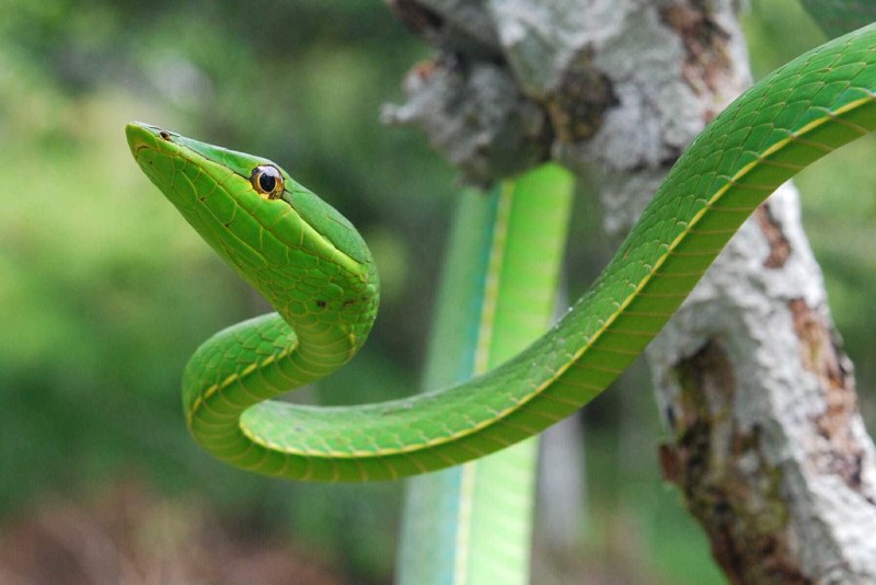 Блестящая остроголовая змея (65 фото)