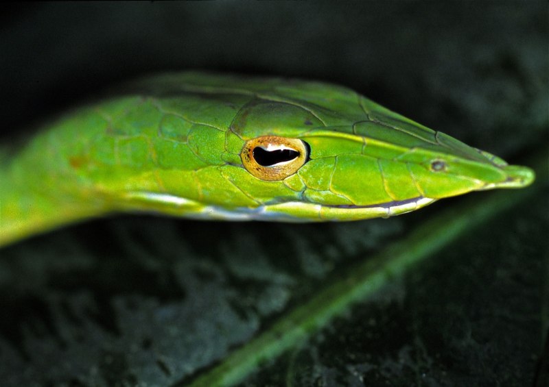 Ahaetulla nasuta
