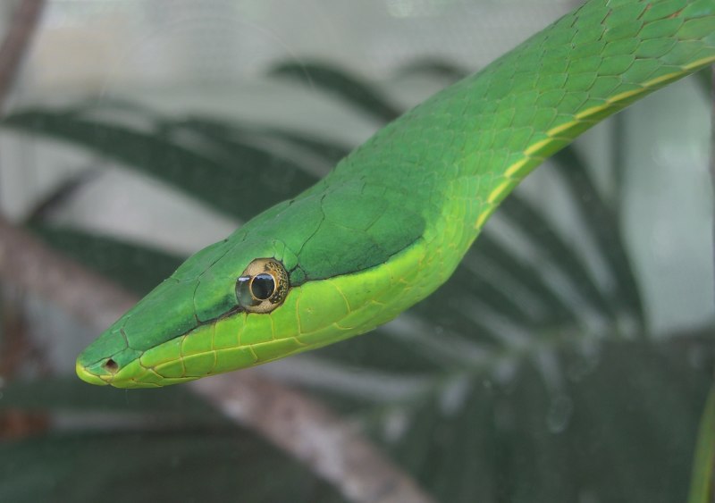 Ahaetulla mycterizans