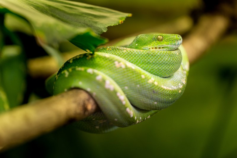 Atheris Desaixi