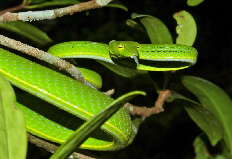 Ahaetulla prasina