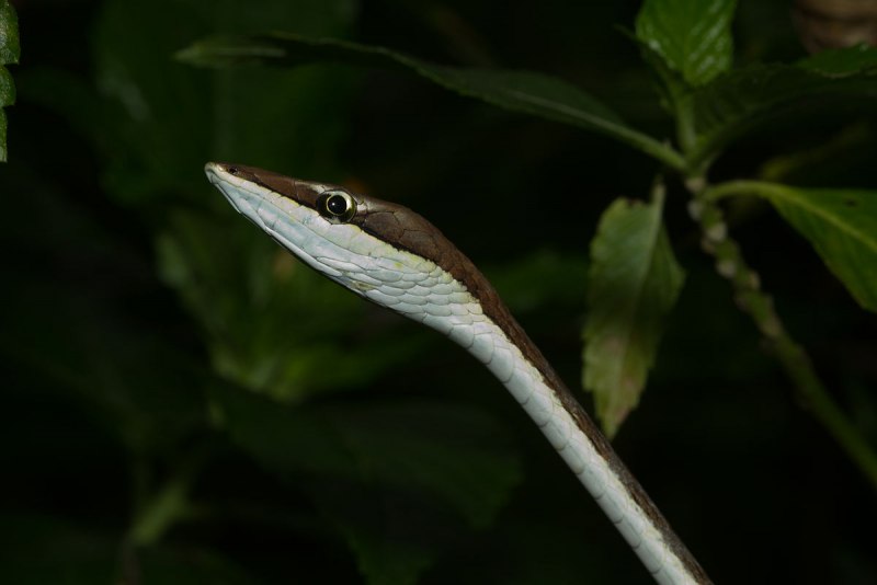 Ahaetulla prasina