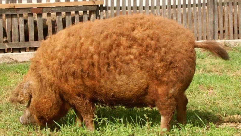 Венгерская мангалица черная