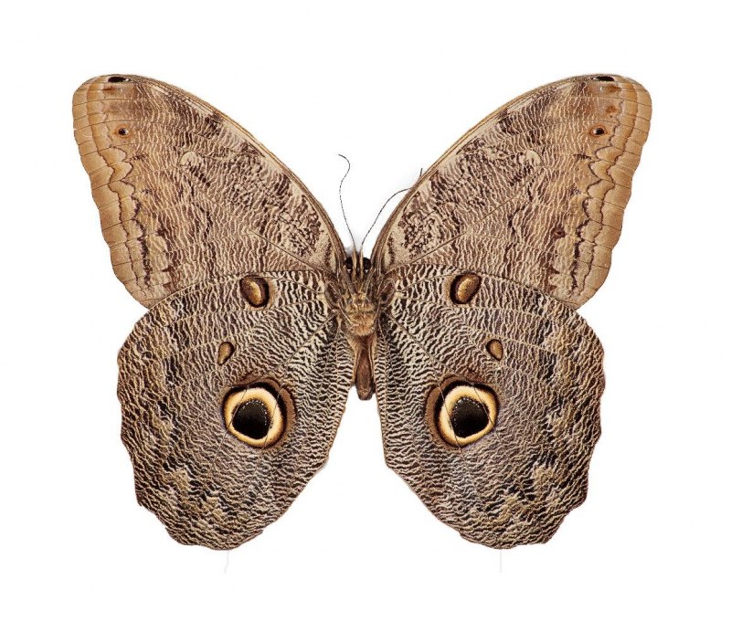 Caligo eurilochus бабочка