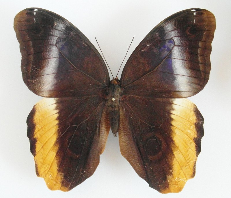 Caligo Suzanna