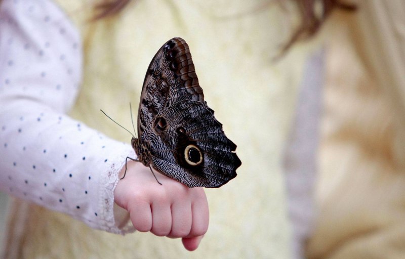 Owl Butterfly