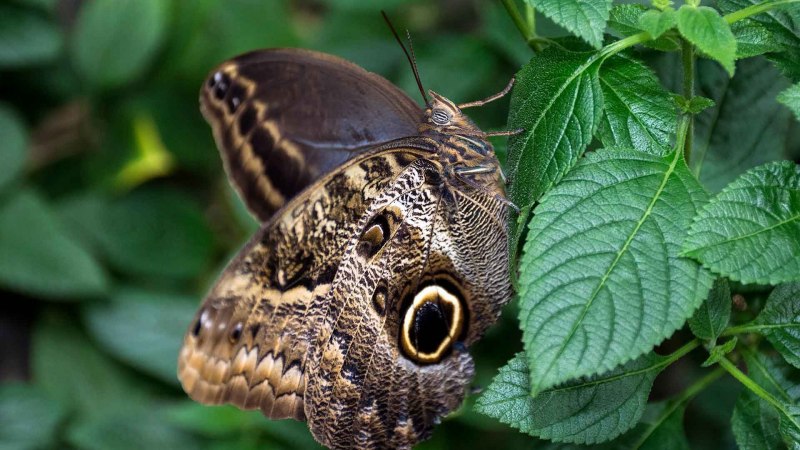 Бабочка Caligo Brasiliensis