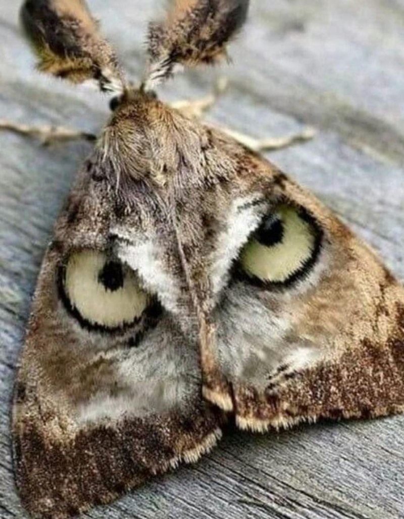 Caligo eurilochus бабочка
