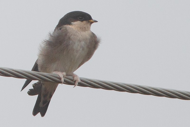 Ласточка городская (Delichon urbicum)