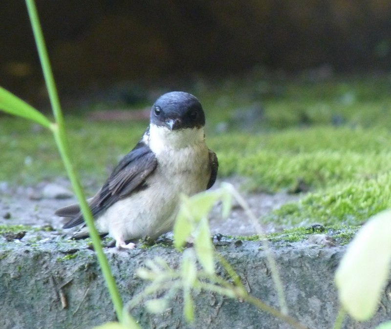 Delichon urbicum Linnaeus, 1758 – воронок