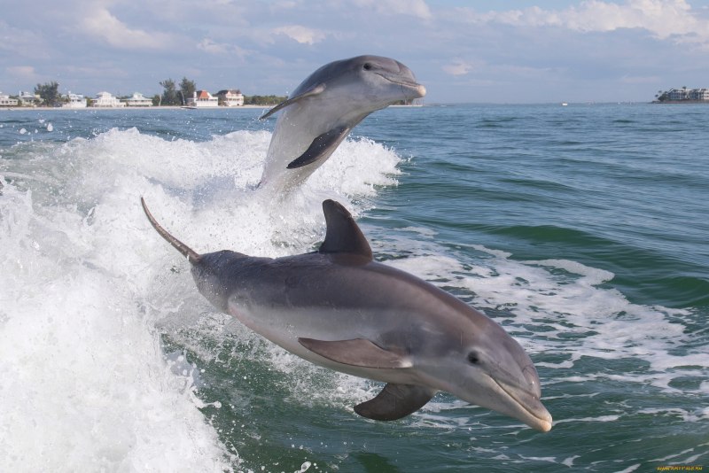 Дельфин афалина (75 фото)