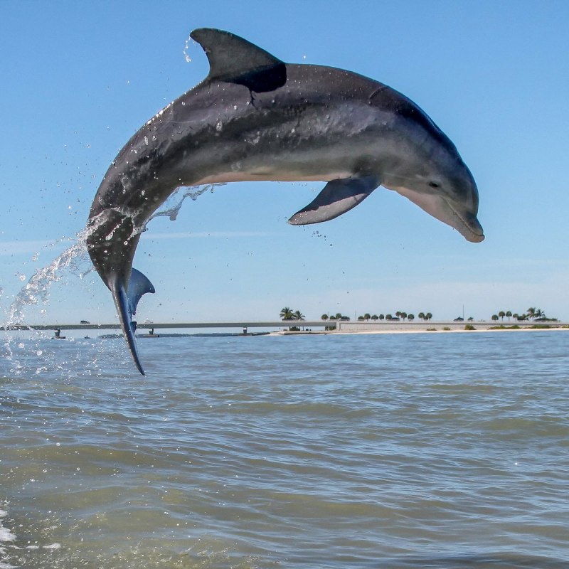 Афалина (Tursiops truncatus)
