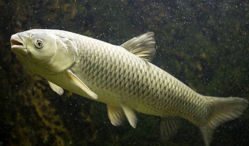 Белый Амур (лат. Ctenopharyngodon Idella)