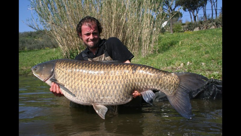 Сазан (Cyprinus Carpio)