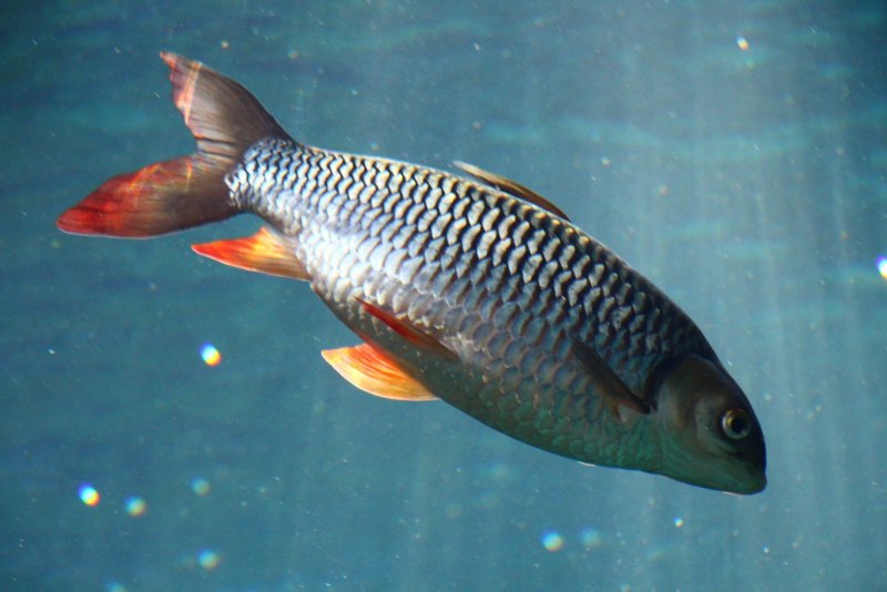Cyprinus yilongensis