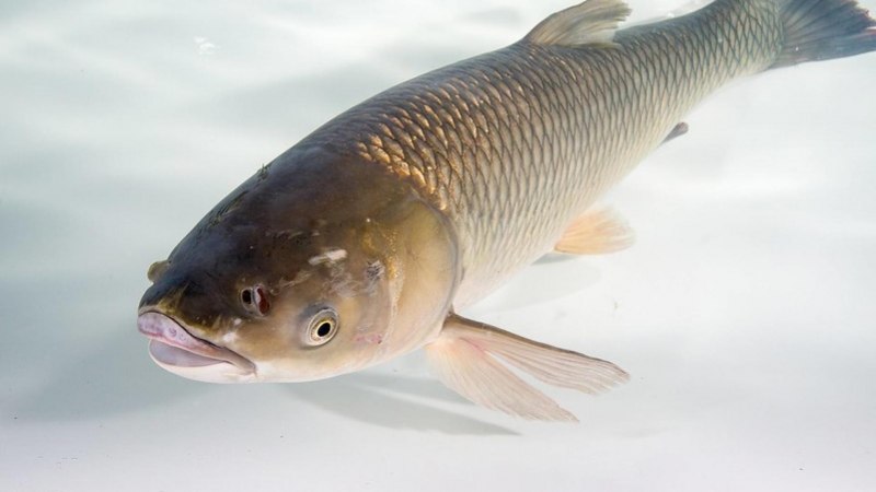 Карп (Cyprinus Carpio)