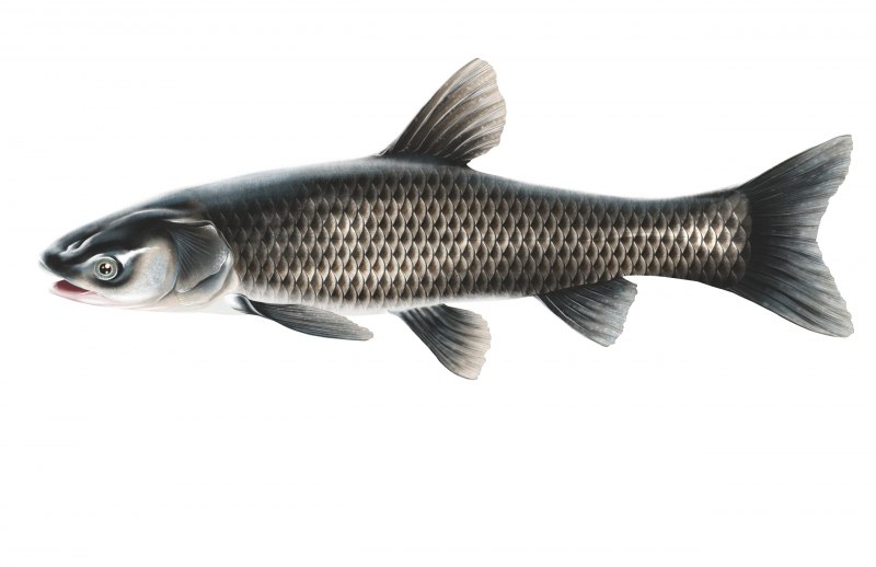 Сазан (Cyprinus Carpio)