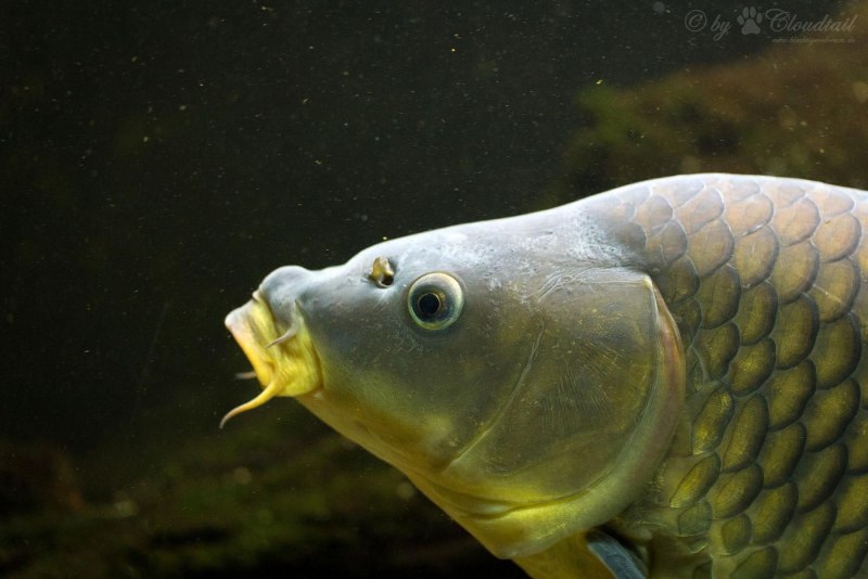 Сазан (Cyprinus Carpio)