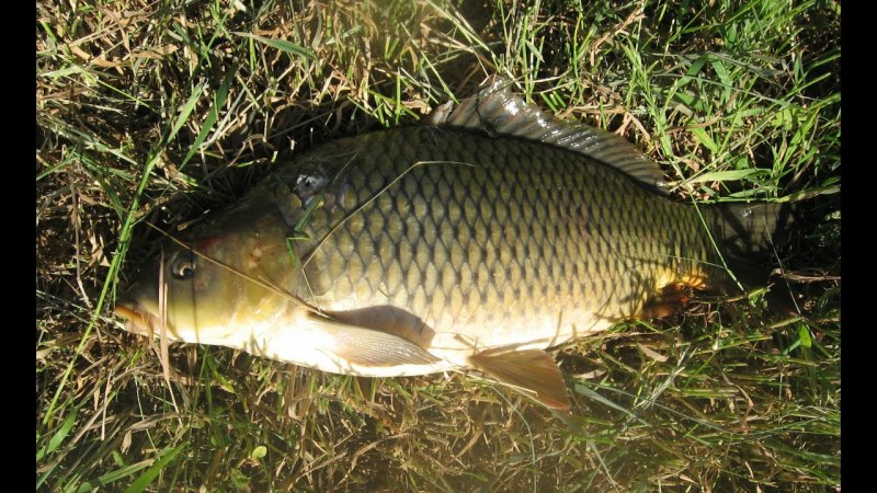 Карп обыкновенный – Cyprinus Carpio