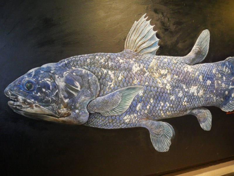Сазан (Cyprinus Carpio)