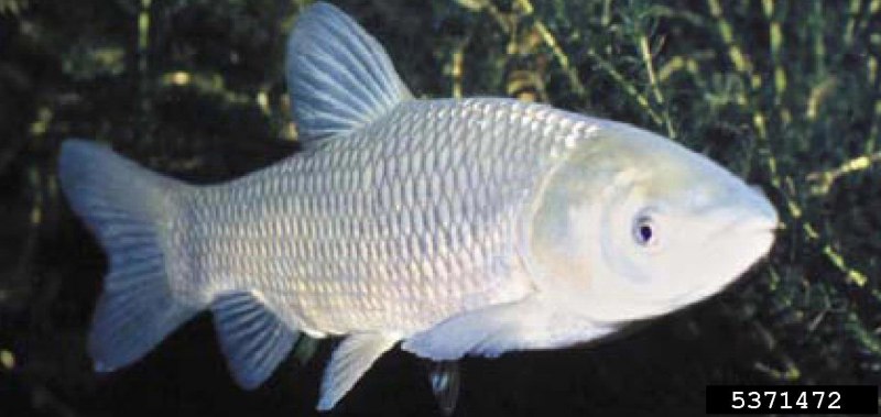 Cyprinus Carpio haematopterus