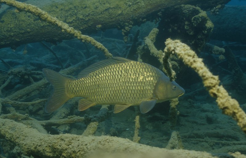 Сазан (Cyprinus Carpio)