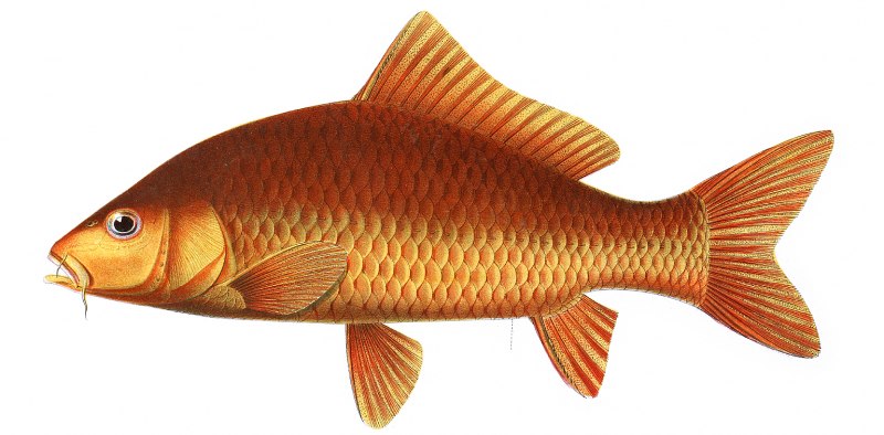 Cyprinus Carpio haematopterus