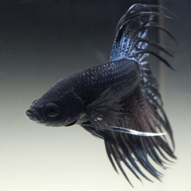 Черный Betta рыбка